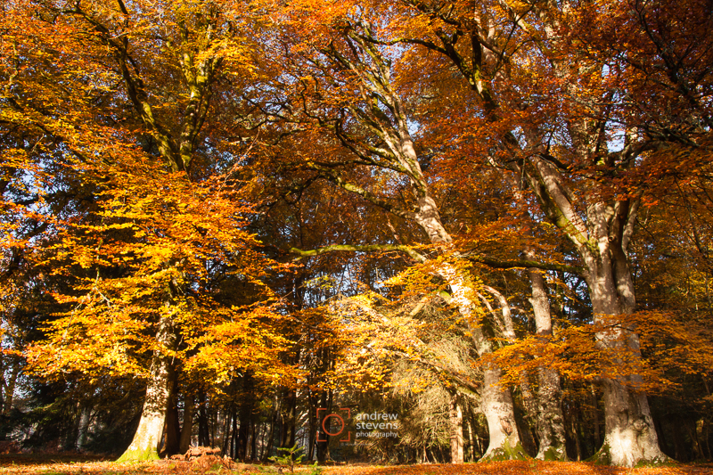 Canopy Of Colour, New Forest (asp100-4305)